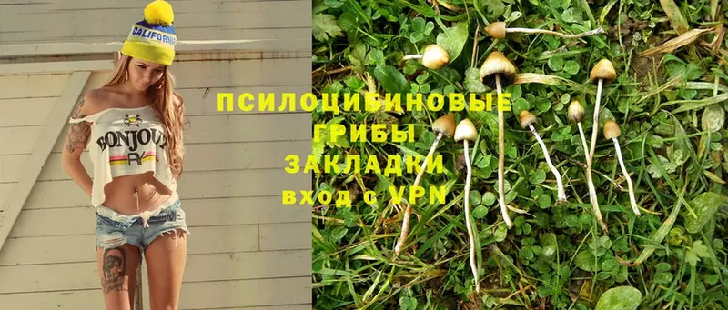 ссылка на мегу ТОР  Гусиноозёрск  Галлюциногенные грибы Psilocybe 